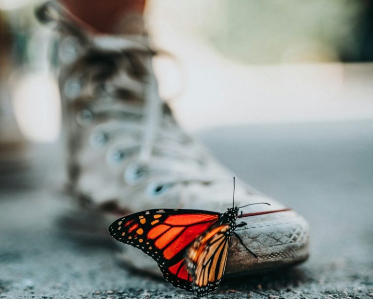 Mariposa monarca. Imagen: Nathan Dumlao